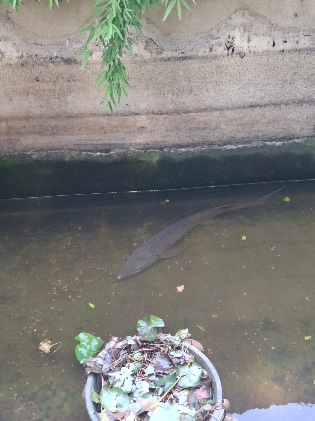 Steur circa 100cm siberische steur