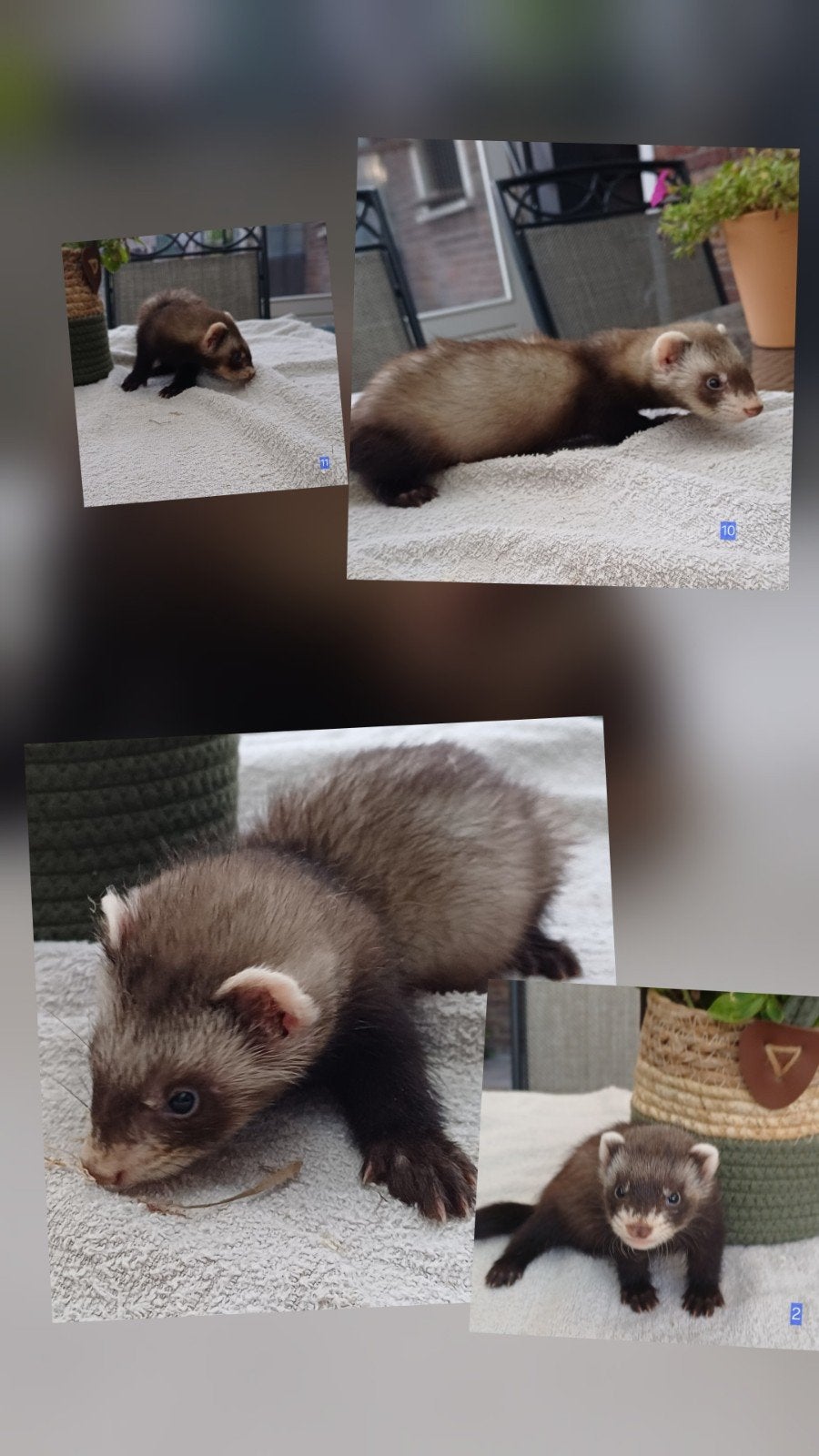 Fretten pups, Dieren en Toebehoren, Overige Dieren, Mei, Meerdere dieren