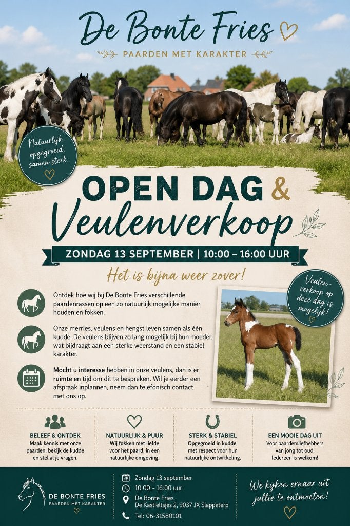 Keuze uit meerdere veulens vanuit een natuurlijke kudde, 0 tot 2 jaar, Gechipt, 160 tot 165 cm, Onbeleerd