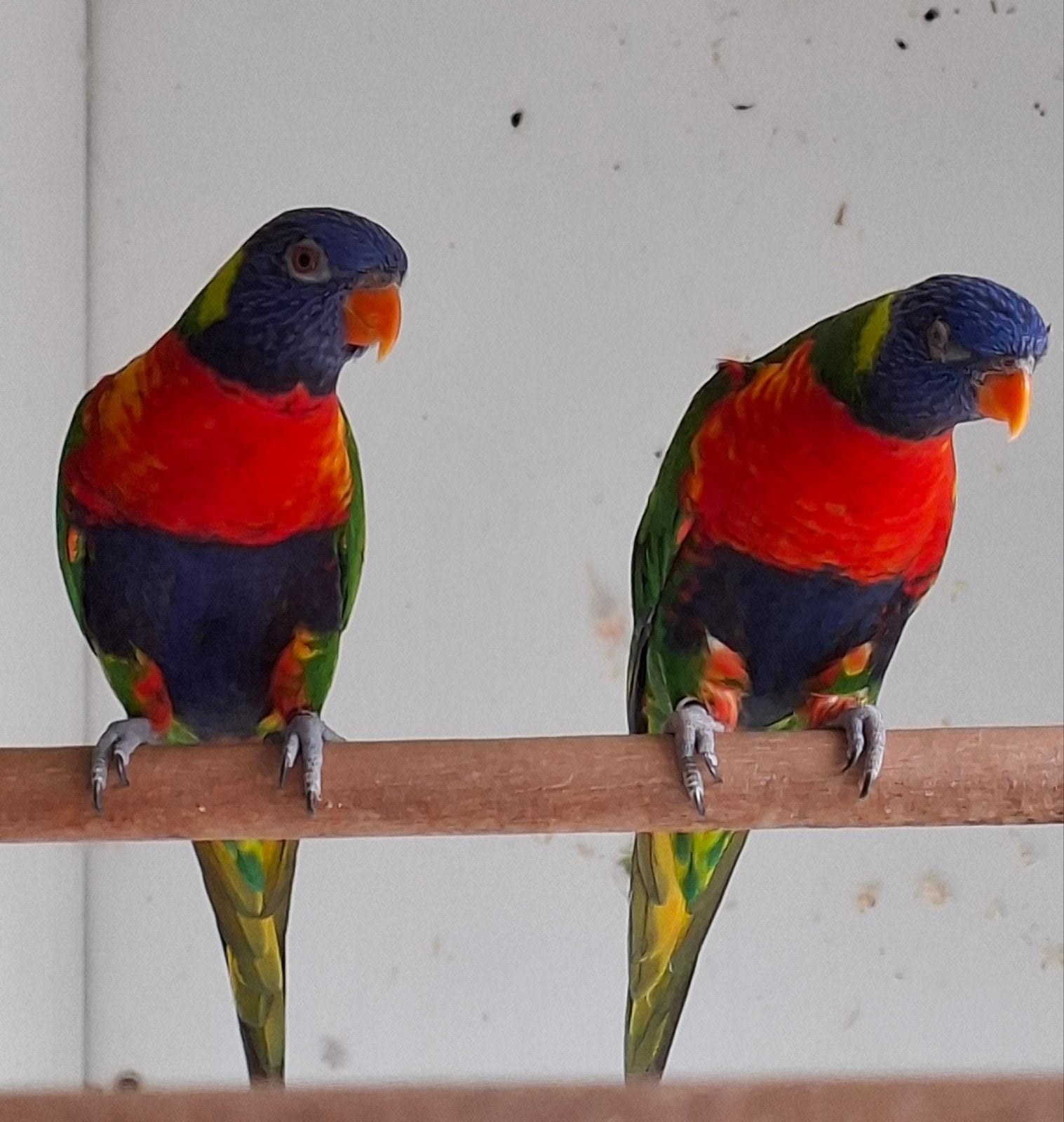 Lori's van de blauwe bergen., Dieren en Toebehoren, Meerdere dieren, Papegaai