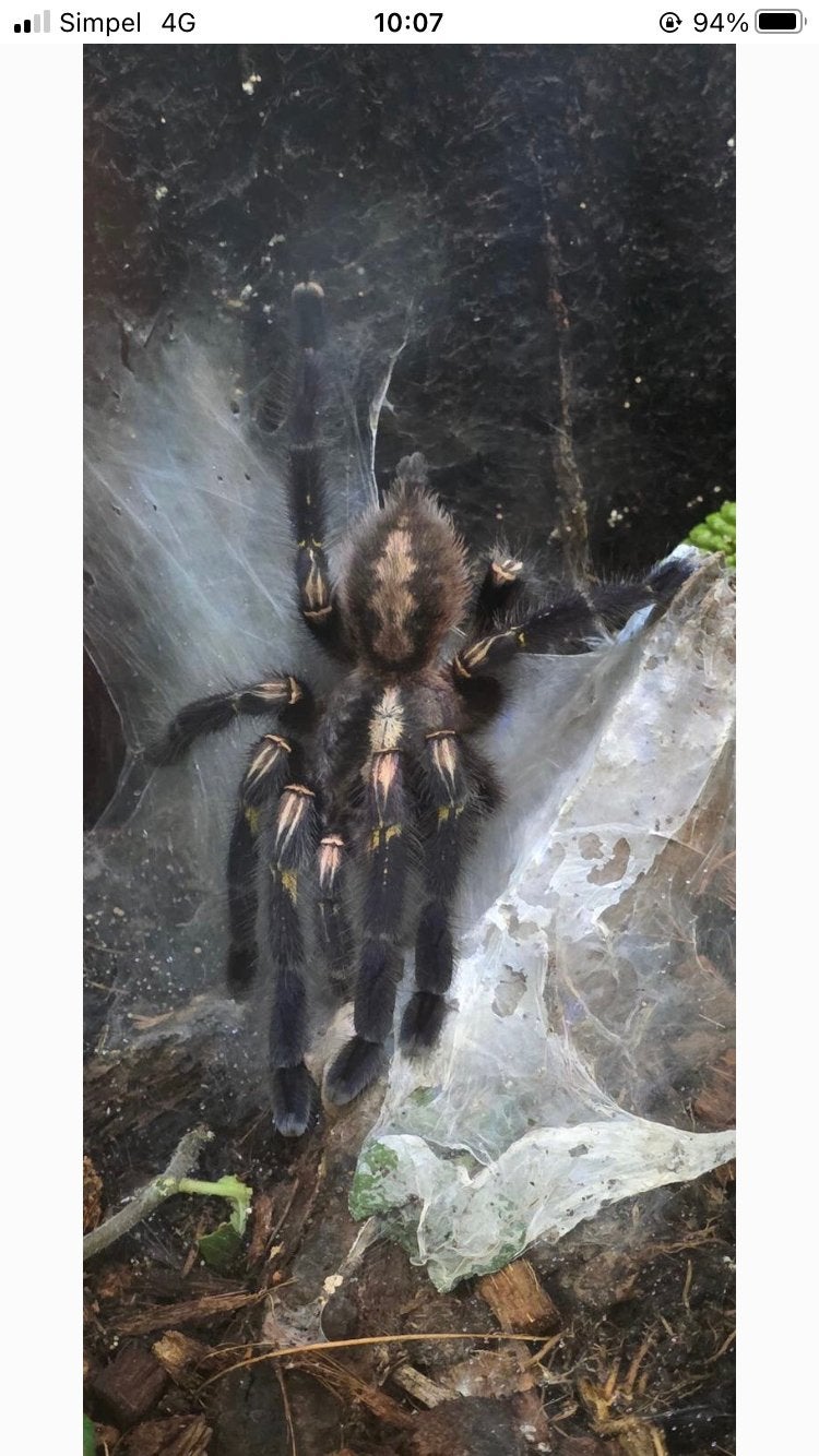 Vogelspin Poeciloteria metalica, Dieren en Toebehoren, Insecten en Spinnen