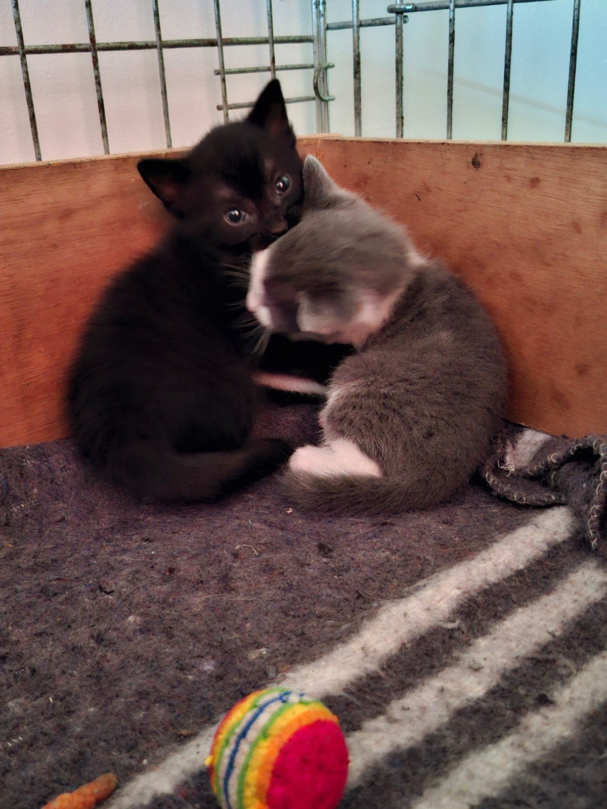 Kittens, ontwormd en ontvlooid. Zwarte weer beschikbaar., Dieren en Toebehoren, Katten en Kittens | Raskatten | Korthaar, Meerdere dieren