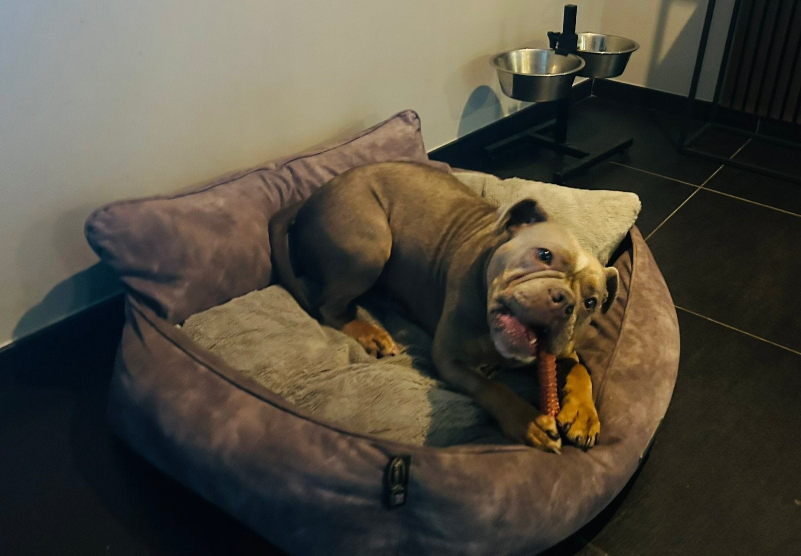 Te koop Old English Bulldog, Dieren en Toebehoren, Honden | Bulldogs, Pinschers en Molossers, Teef, Bulldog, Eén hond, 3 tot 5 jaar