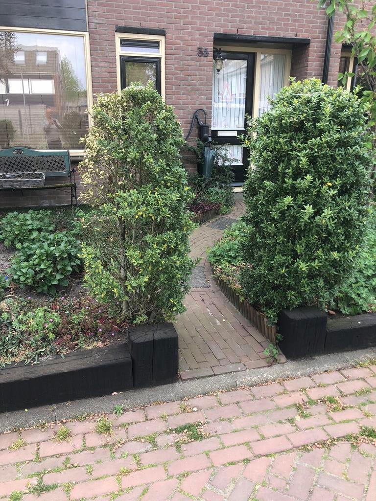 Struiken, Tuin en Terras, Planten | Bomen, Ophalen of Verzenden, Volle zon, Overige soorten, 100 tot 250 cm