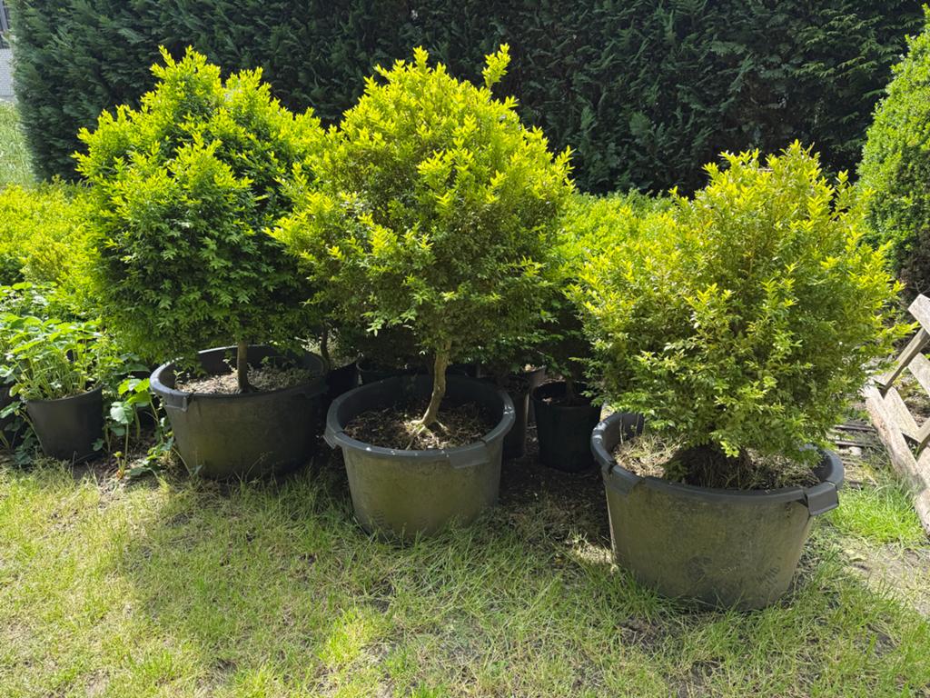 3 Buxus planten op stam in speciekuipen, Ophalen, Buxus, 100 tot 250 cm