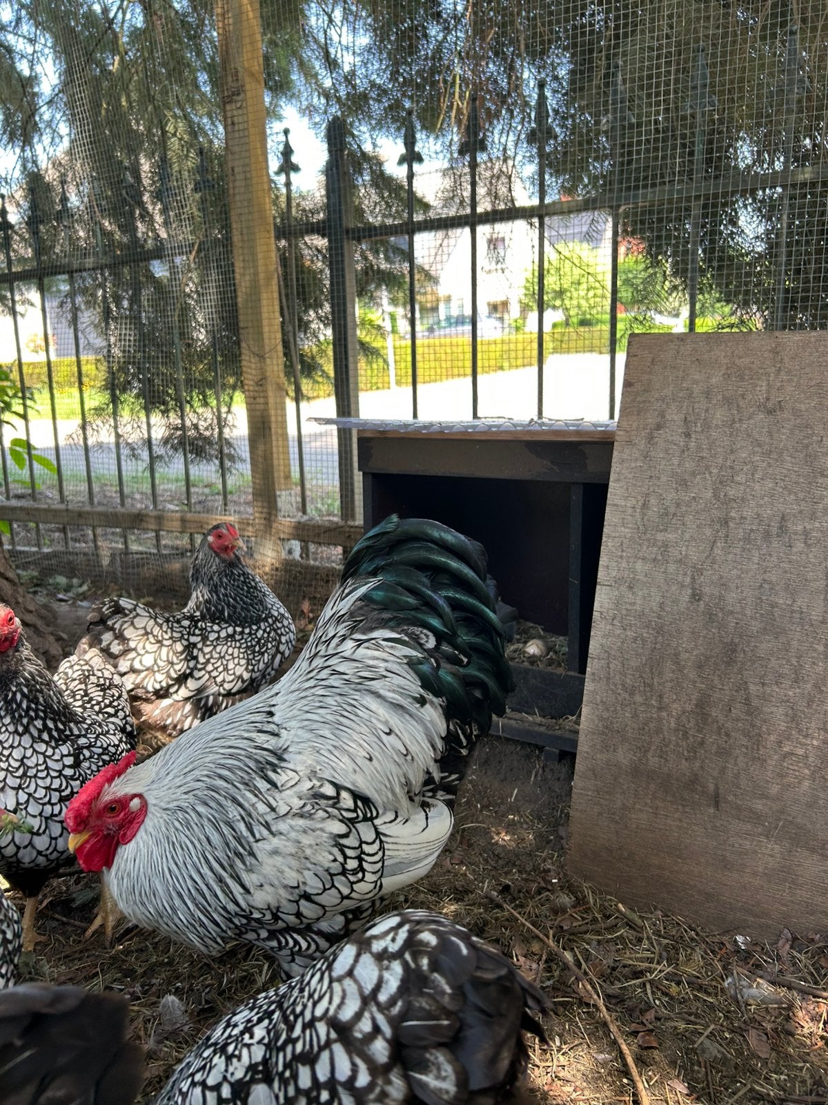 Wyandotte kriel haan zilver-zwart gezoomd, Dieren en Toebehoren, Pluimvee, Mannelijk, Kip