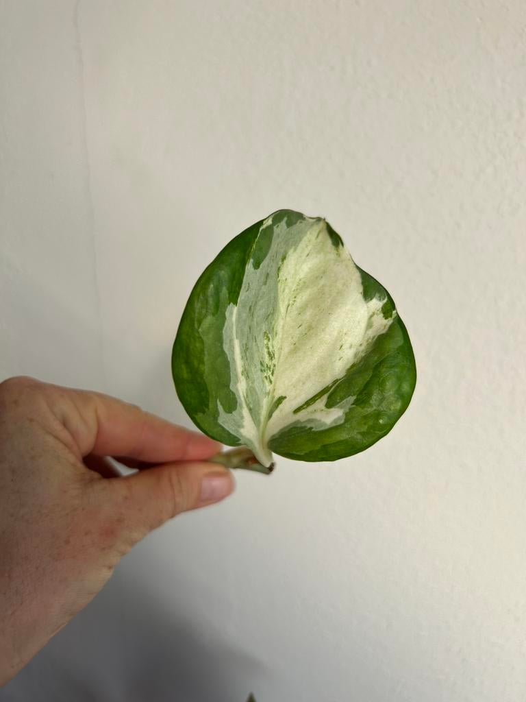 Epipremnum manjula/happy leaf, verse stekken, Huis en Inrichting, Kamerplanten, Ophalen of Verzenden, Halfschaduw, Minder dan 100 cm