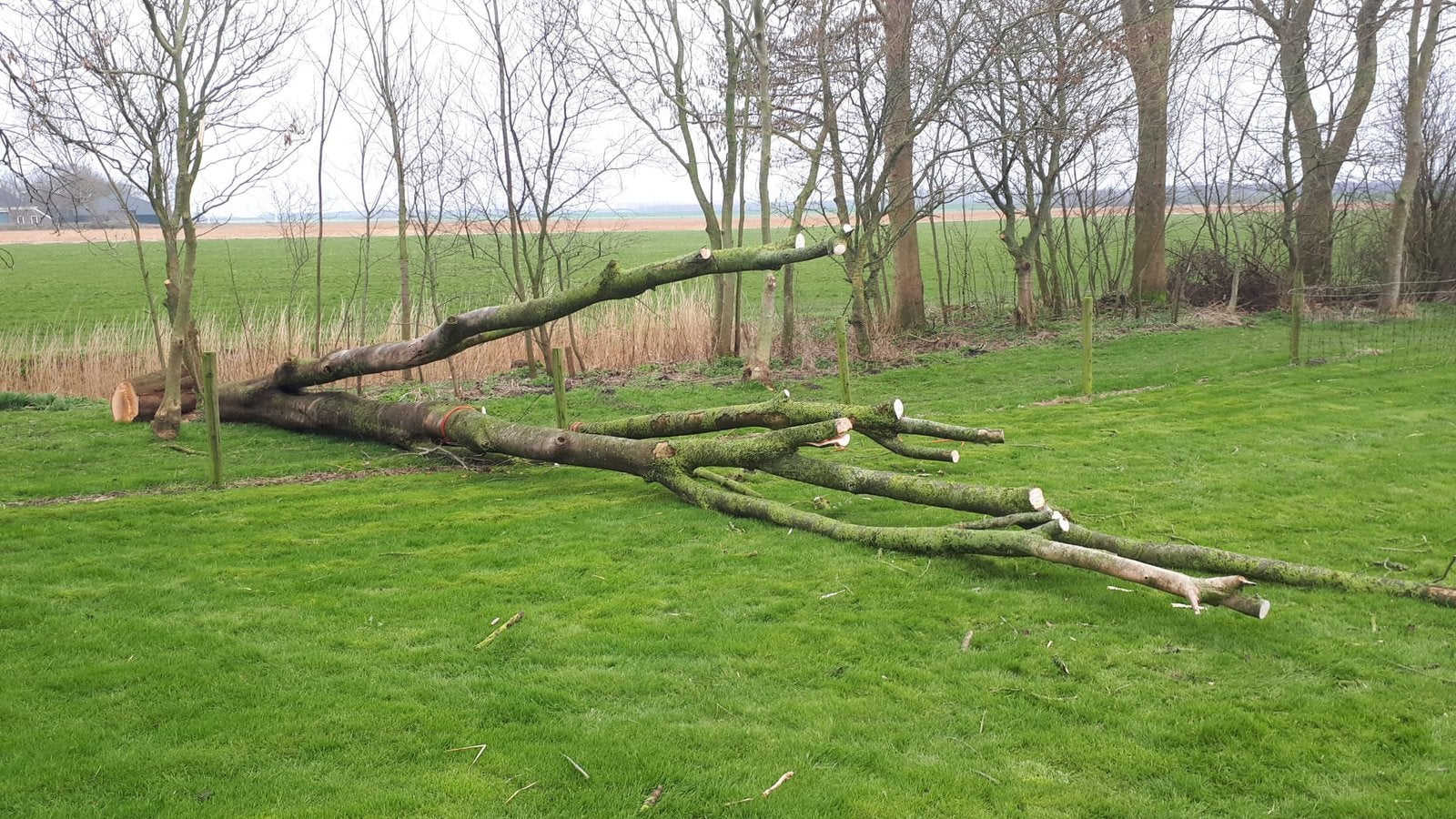 Bomen/boompjes/haardhout gezocht, Minder dan 3 m³, Ophalen