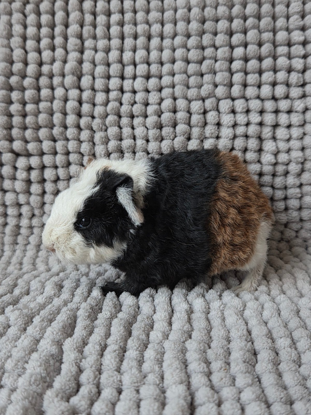 jong us teddy beertje, Dieren en Toebehoren, Cavia, Mannelijk, Tam, September
