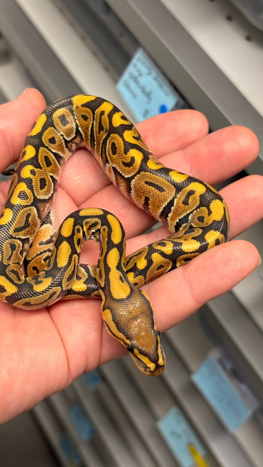 Hypo 100% het clown ball python Ball Python photo 3