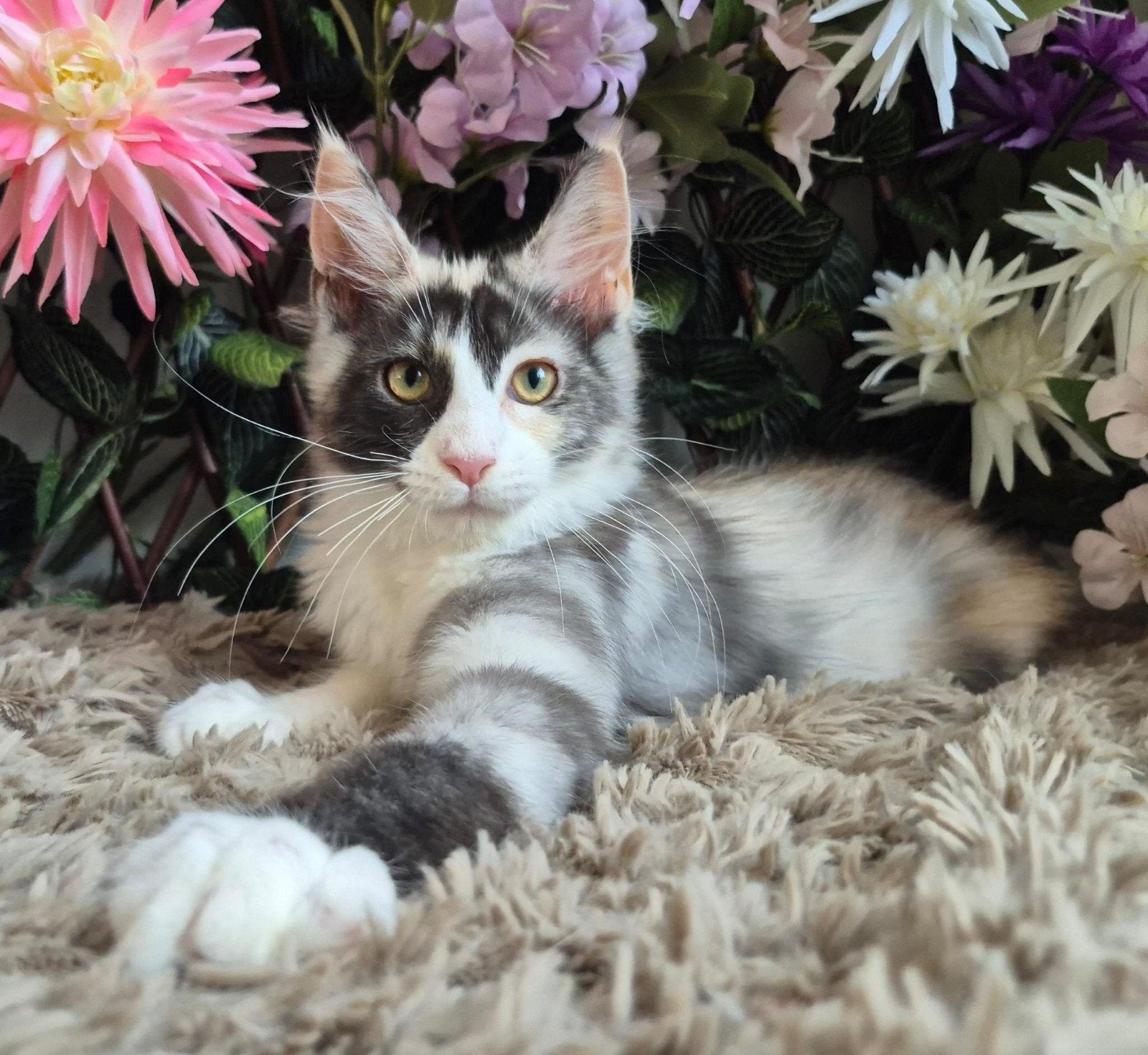 maine coon kitten (poesje) met stamboom, Poes, Met stamboom, 0 tot 2 jaar