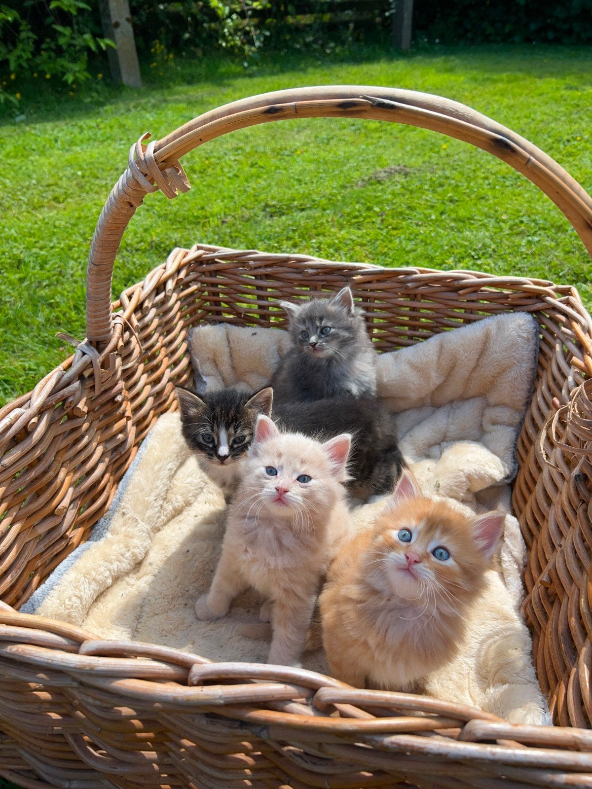 Main coon  Ragdoll kittens, Meerdere dieren, Langharig, 0 tot 2 jaar