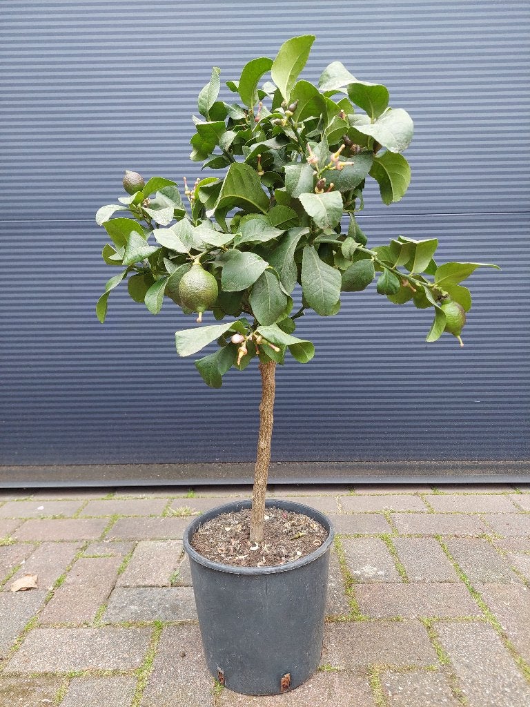 Citrus Lemon / Citrus Limon - Citroenboom H: 80 cm., Ophalen, Minder dan 100 cm, Volle zon, Citroenboom