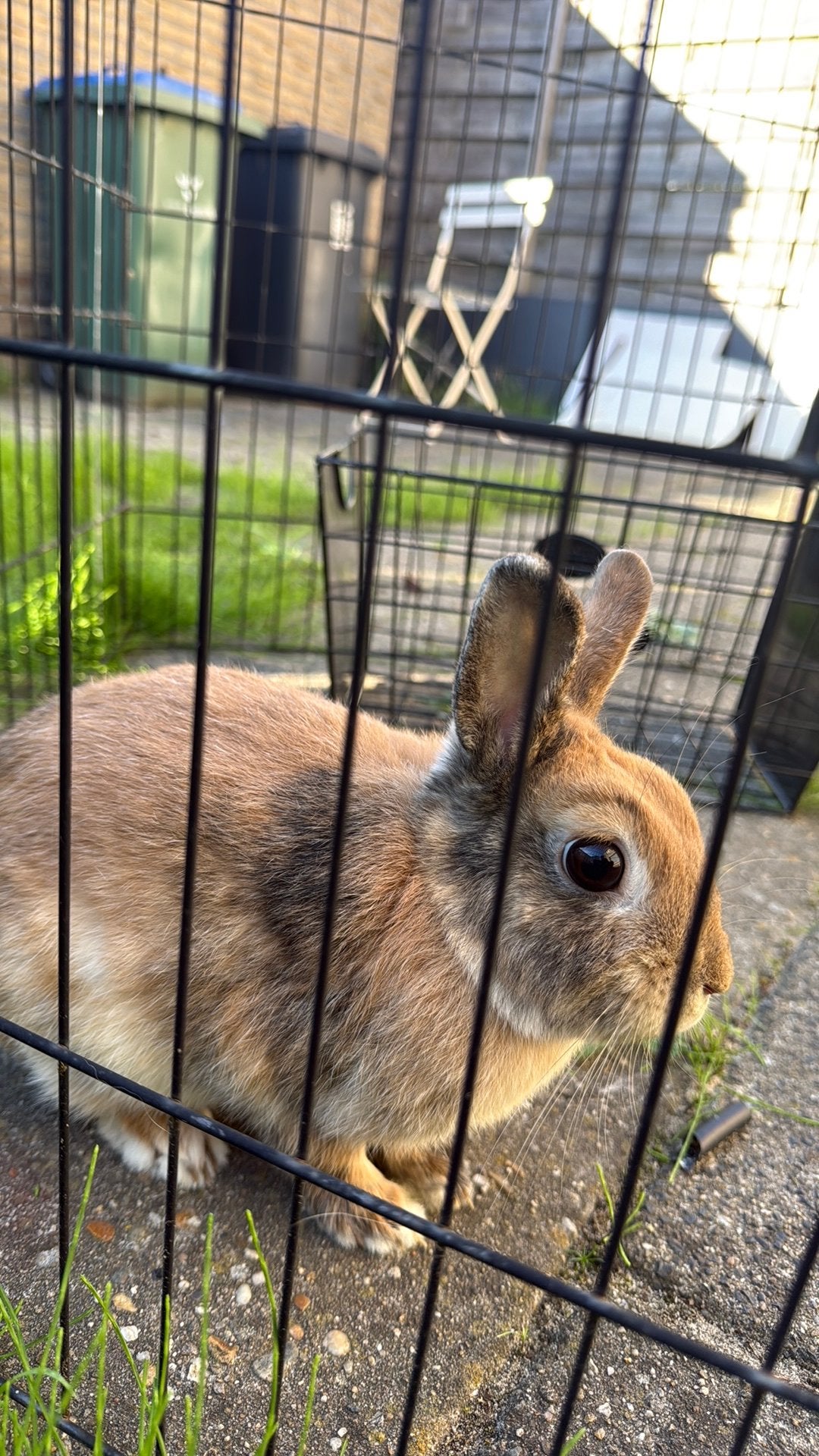 Lieve Voedster Dove 1 jaar, Vrouwelijk, Dwerg