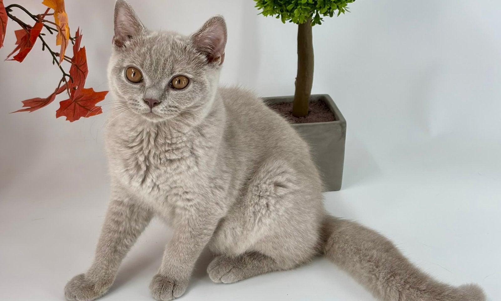 Britse Korthaar kitten / Brits Korthaar kitten