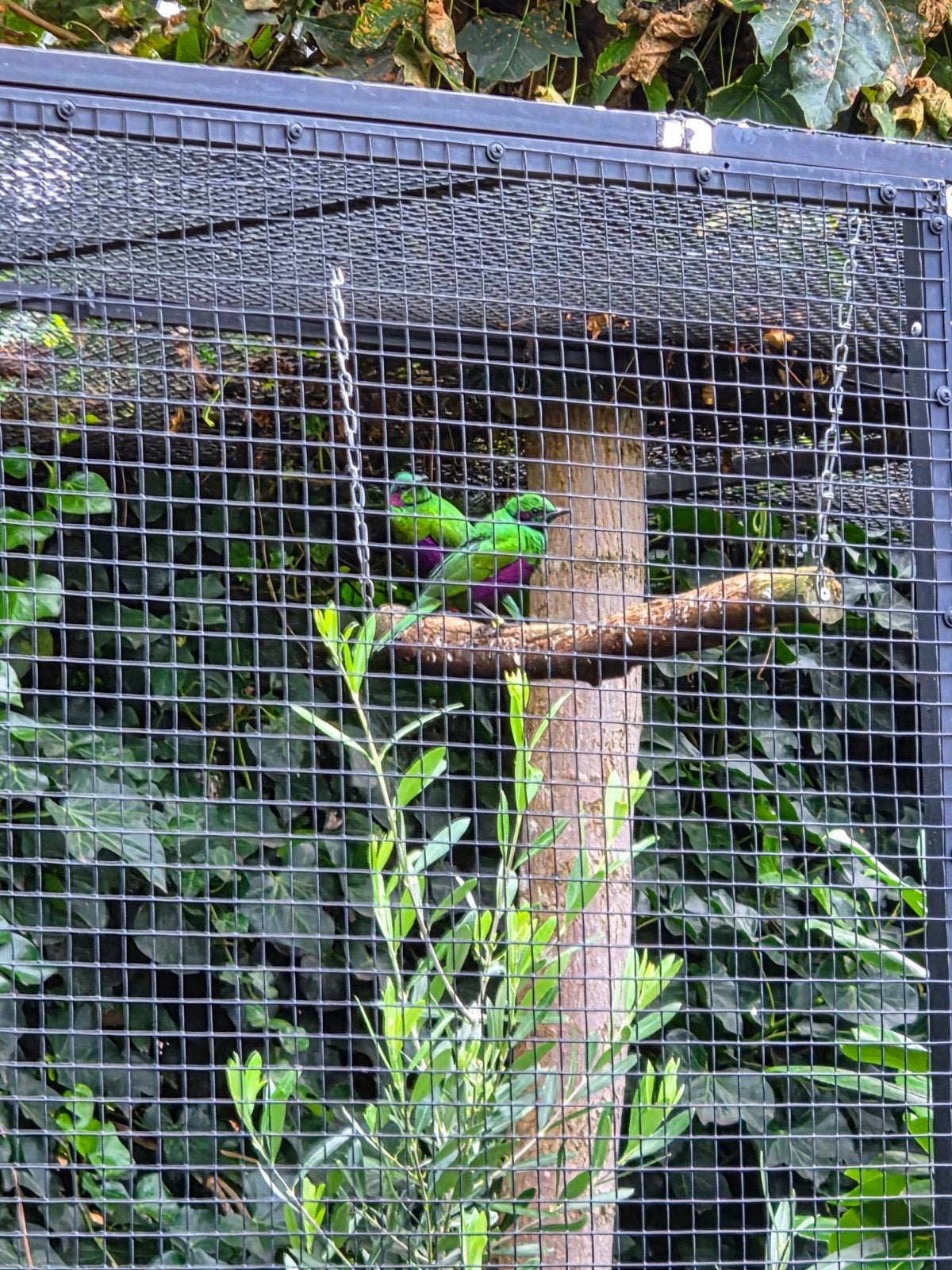 Emerald spreeuwen, Dieren en Toebehoren