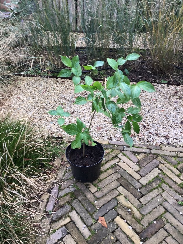 kornus kousa, Ophalen, Halfschaduw, Overige soorten, Lente