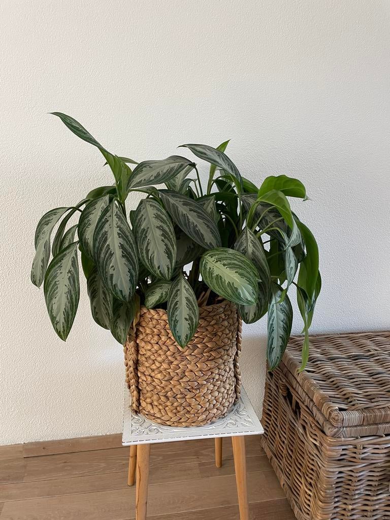 Aglaonema Silver Bay plant - 80 cm hoog (exclusief sierpot), Huis en Inrichting, Kamerplanten, Overige soorten, Minder dan 100 cm