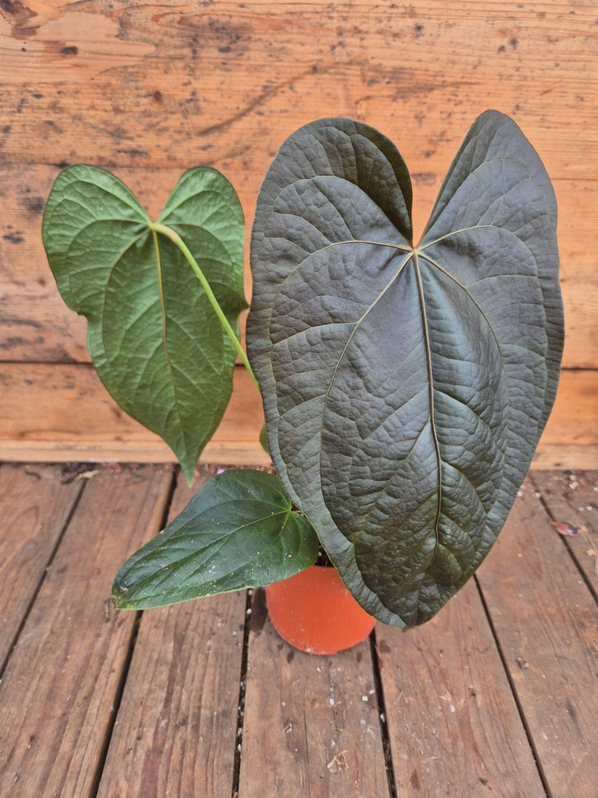 Anthurium Queen of Hearts p12 (6), Ophalen of Verzenden, Halfschaduw, Minder dan 100 cm