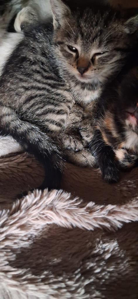 Kitten te koop