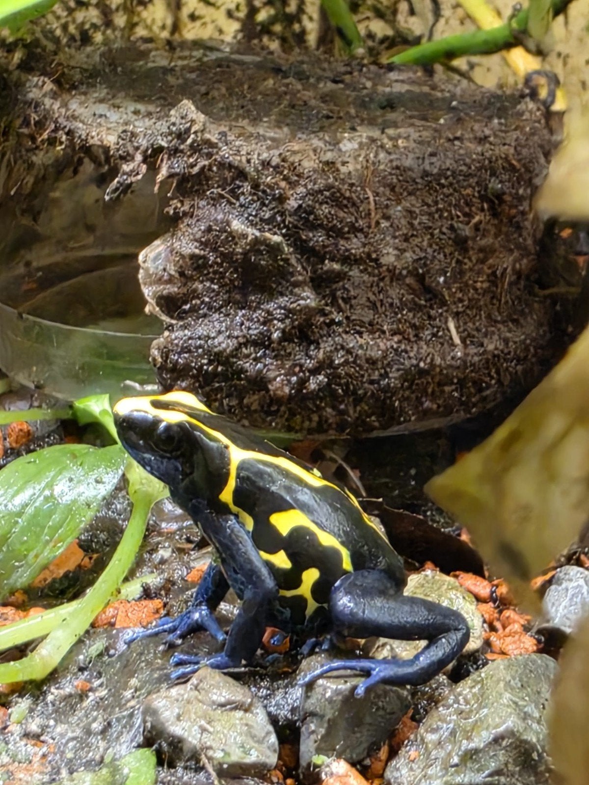 dendrobates tinctorius nominaat en ranitomeya french guyana Frog - unknown for sale from Rosan
