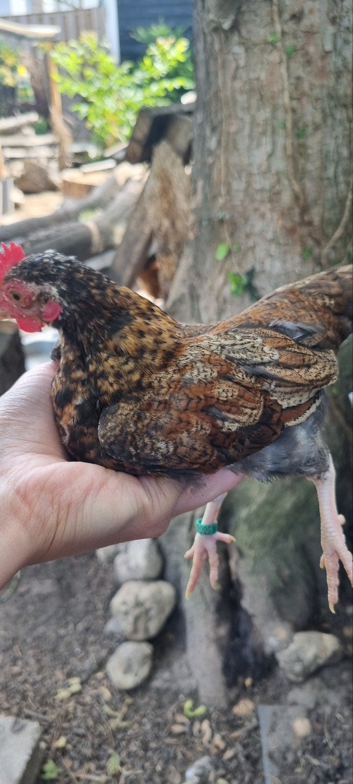 Serama haantje, Dieren en Toebehoren, Pluimvee, Mannelijk, Kip