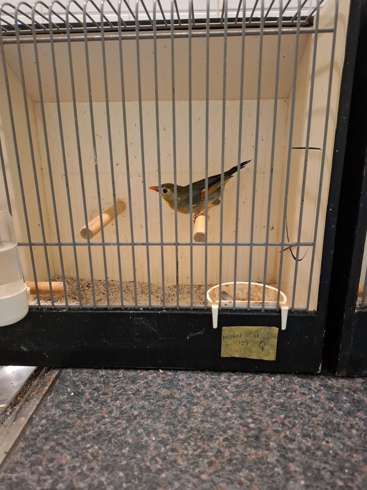 japanse nachtehaal poppen, Dieren en Toebehoren, Vrouwelijk, Tropenvogel, Geringd