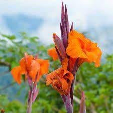 Canna knollen, Ophalen of Verzenden, Voorjaar, Volle zon, Knol