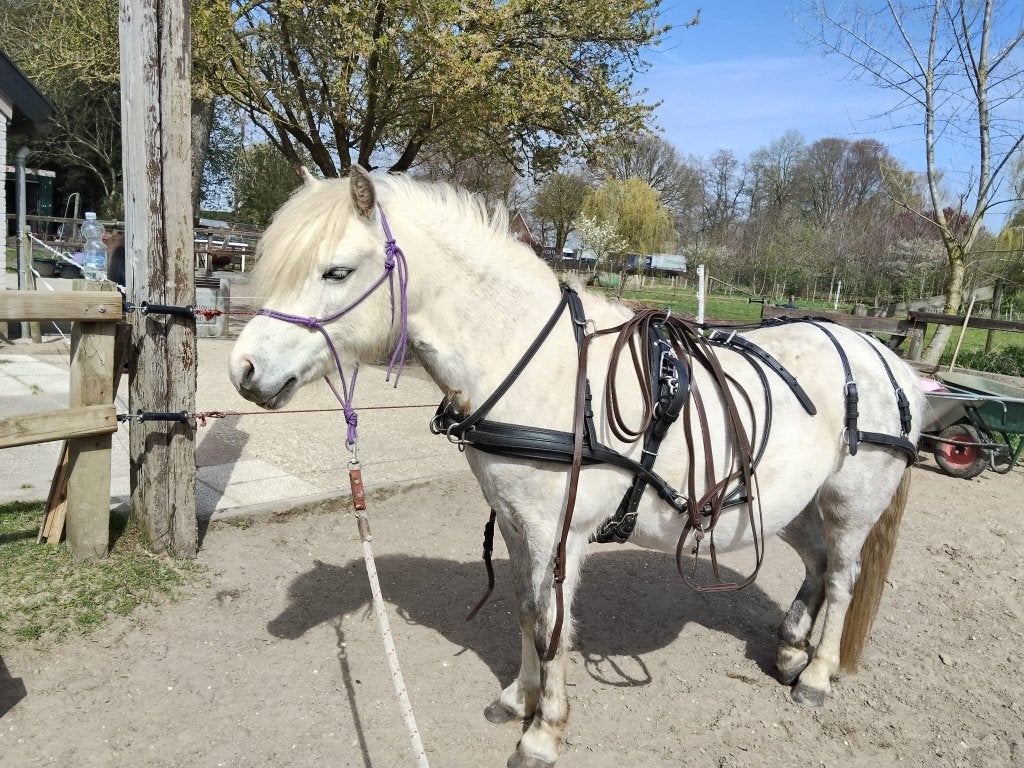 Compleet Zilco enkelspan tuig maat Pony, Dieren en Toebehoren, Ophalen of Verzenden, Zo goed als nieuw, Overige soorten
