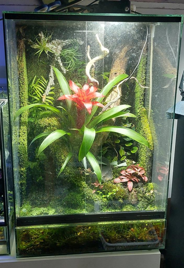 Hoog terrarium paludarium, Dieren en Toebehoren, Reptielen en Amfibieën | Toebehoren, Ophalen