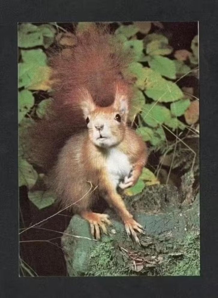 Eekhoorn Op Steen Sciurus Vulgaris Knaagdier., Ophalen of Verzenden, 1980 tot heden, Ongelopen, Knaagdier
