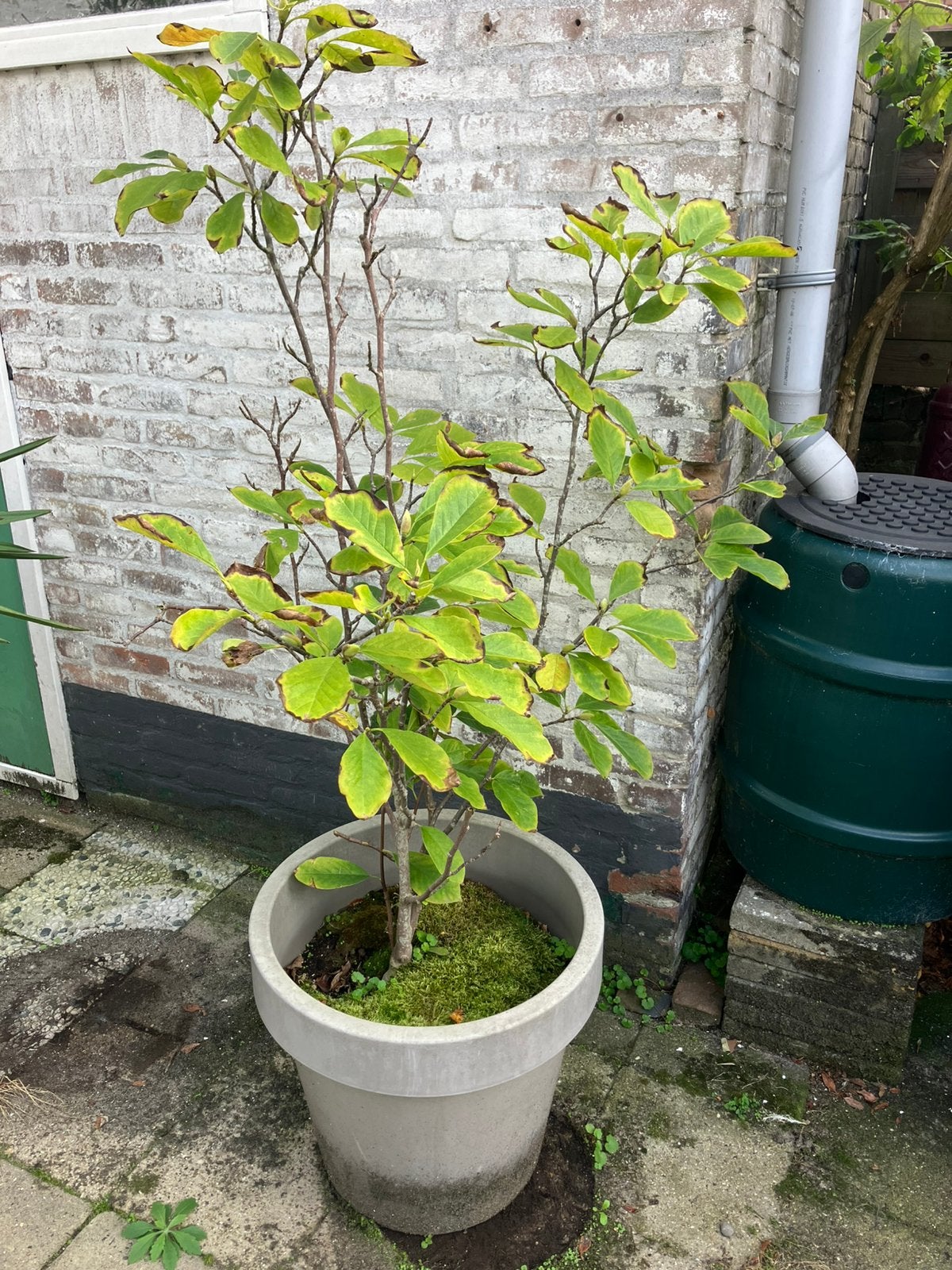 Magnolia (wit), Ophalen, Lente, Volle zon, Overige soorten