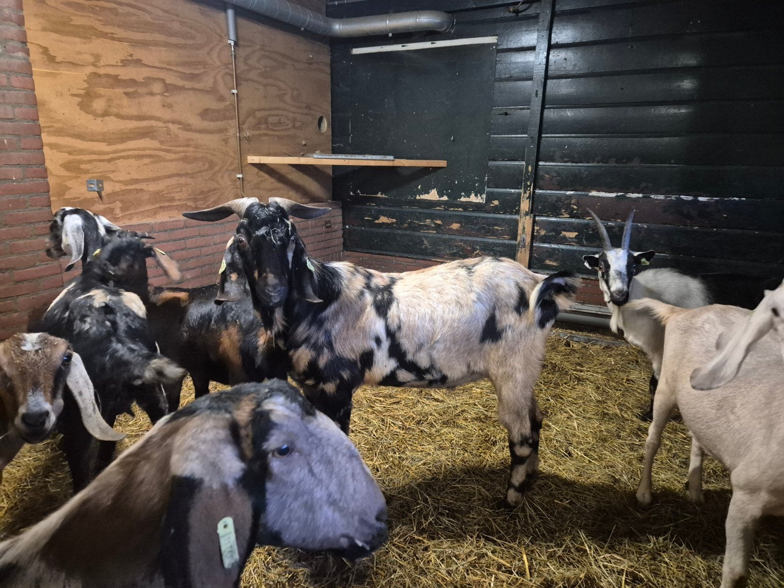 Gezocht nubische bok, Dieren en Toebehoren, Mannelijk, Geit