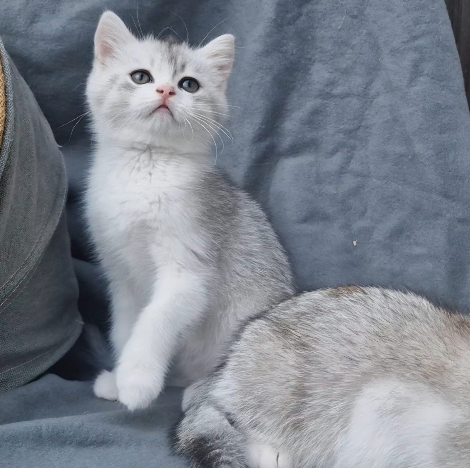 Britse korthaar kittens katertjes, Dieren en Toebehoren, Meerdere dieren, Ontwormd, 0 tot 2 jaar