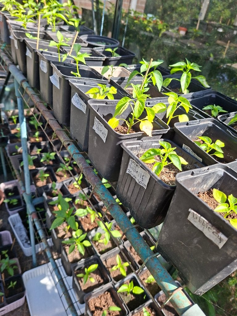 Moestuin Plantjes, Ophalen, Volle zon, Groenteplanten, Eenjarig
