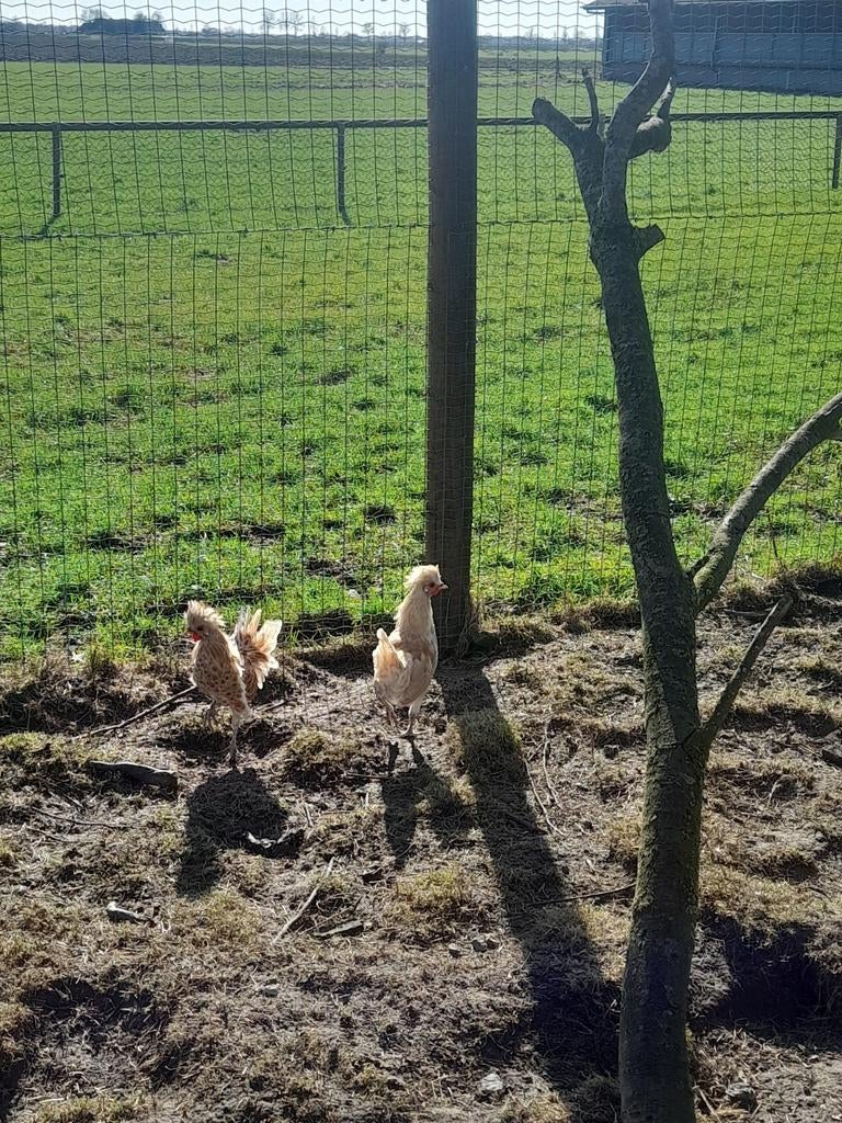 Hollands kuifhoen hanen snel weg, Mannelijk, Kip