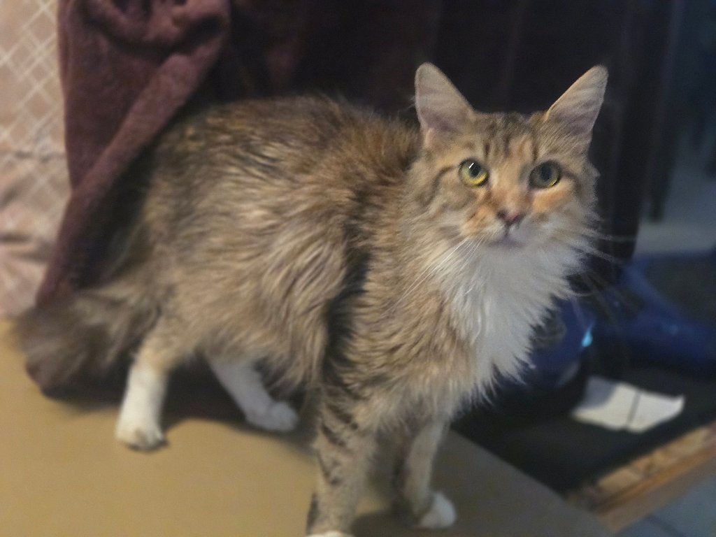 Maine coon poes met stamboom, Dieren en Toebehoren, Poes, Met stamboom, 0 tot 2 jaar