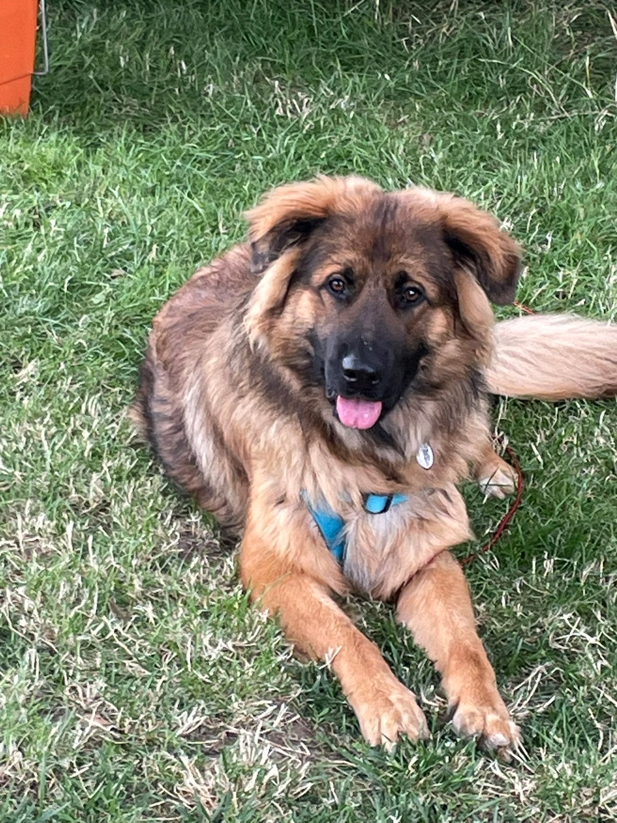 Beer zoekt lief baasje, Dieren en Toebehoren, Honden | Niet-rashonden, 15 weken tot 1 jaar, Reu, Parvo, Eén hond