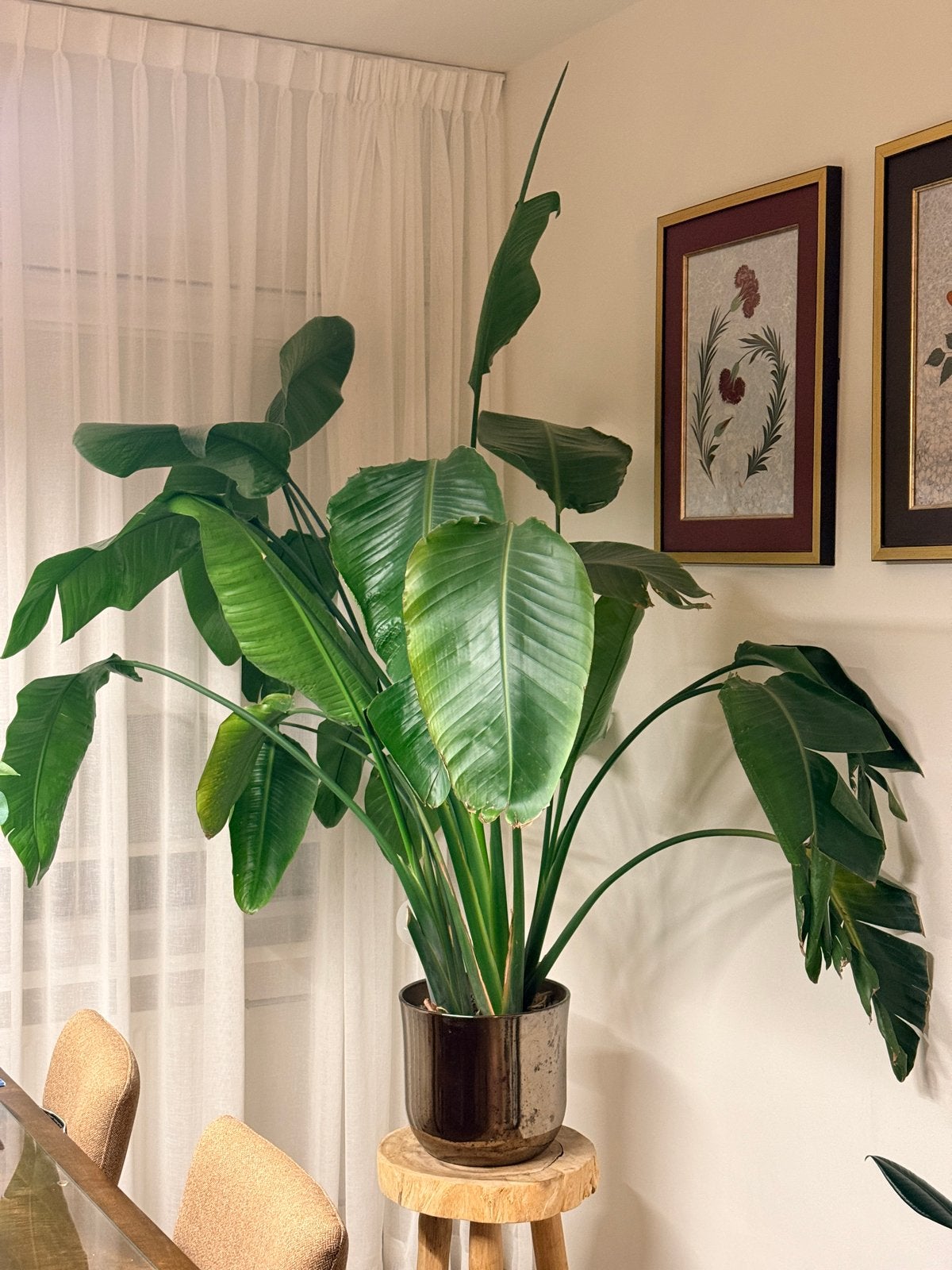 Grote Strelitzia Nicolai - Paradijsvogelplant, Ophalen, Overige soorten, Halfschaduw, In pot
