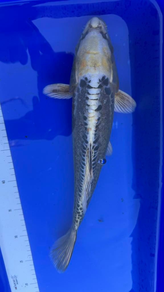 Doitsu kin kikokuryu, Dieren en Toebehoren, Vissen | Vijvervissen, Karper of Koi