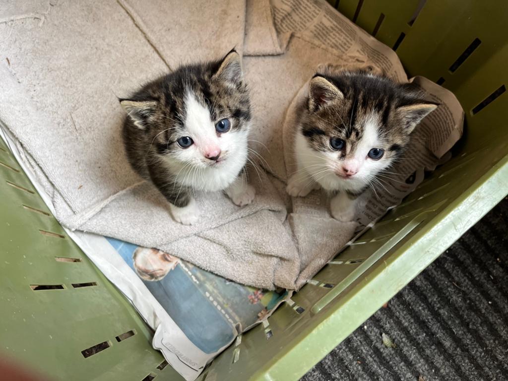 Lieve kittens te koop, Dieren en Toebehoren, Meerdere dieren, 0 tot 2 jaar
