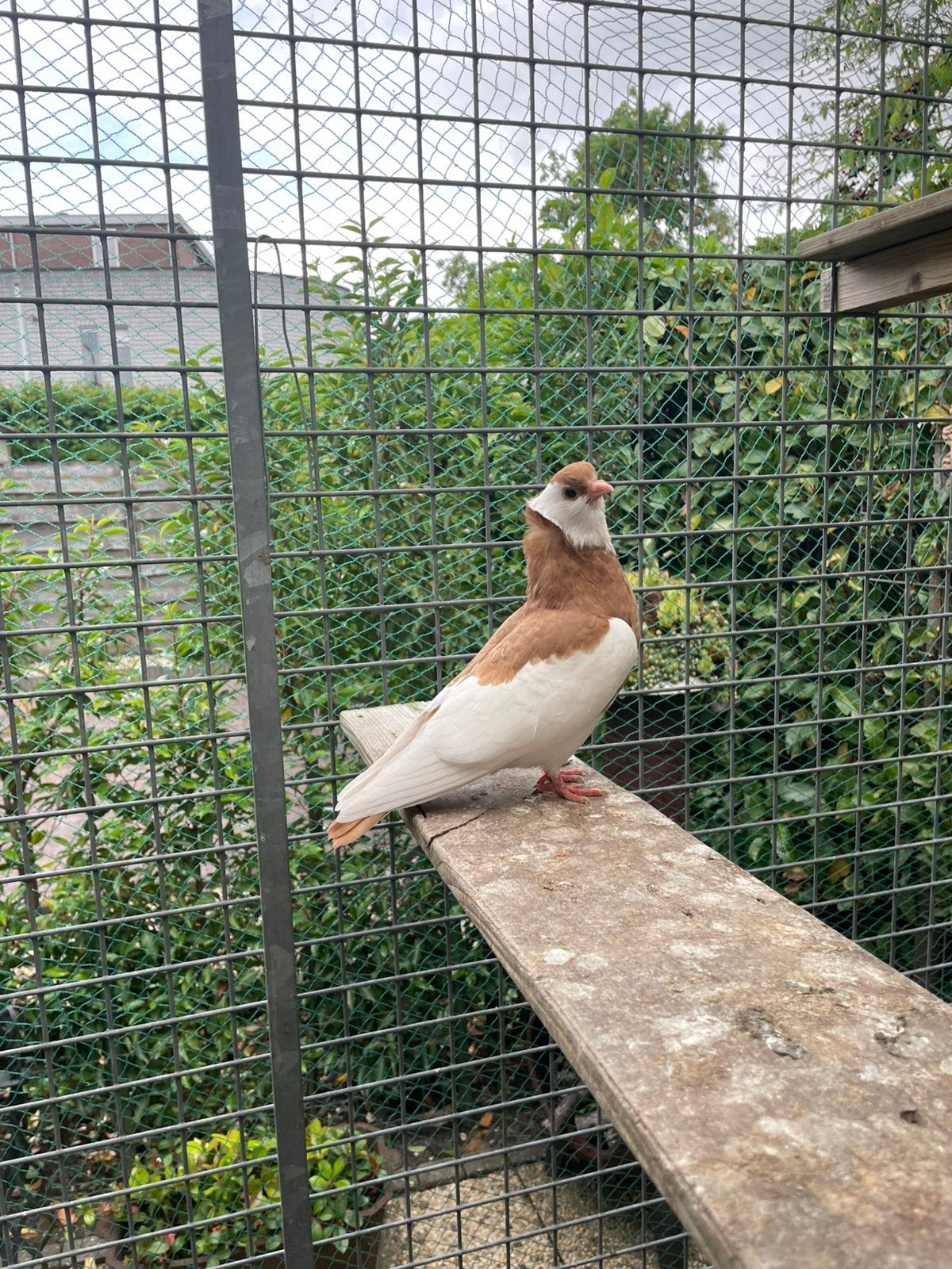 Felegyhazer tuimelaar . Geel geéksterd., Dieren en Toebehoren, Vogels | Duiven, Overige soorten, Mannelijk