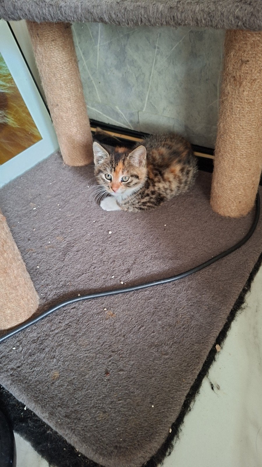 nog twee vrouwtjes, Dieren en Toebehoren, Poes