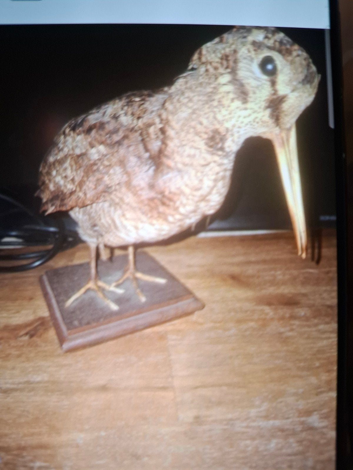 diverse opgezette dieren, Ophalen of Verzenden, Zo goed als nieuw, Wild dier, Opgezet dier
