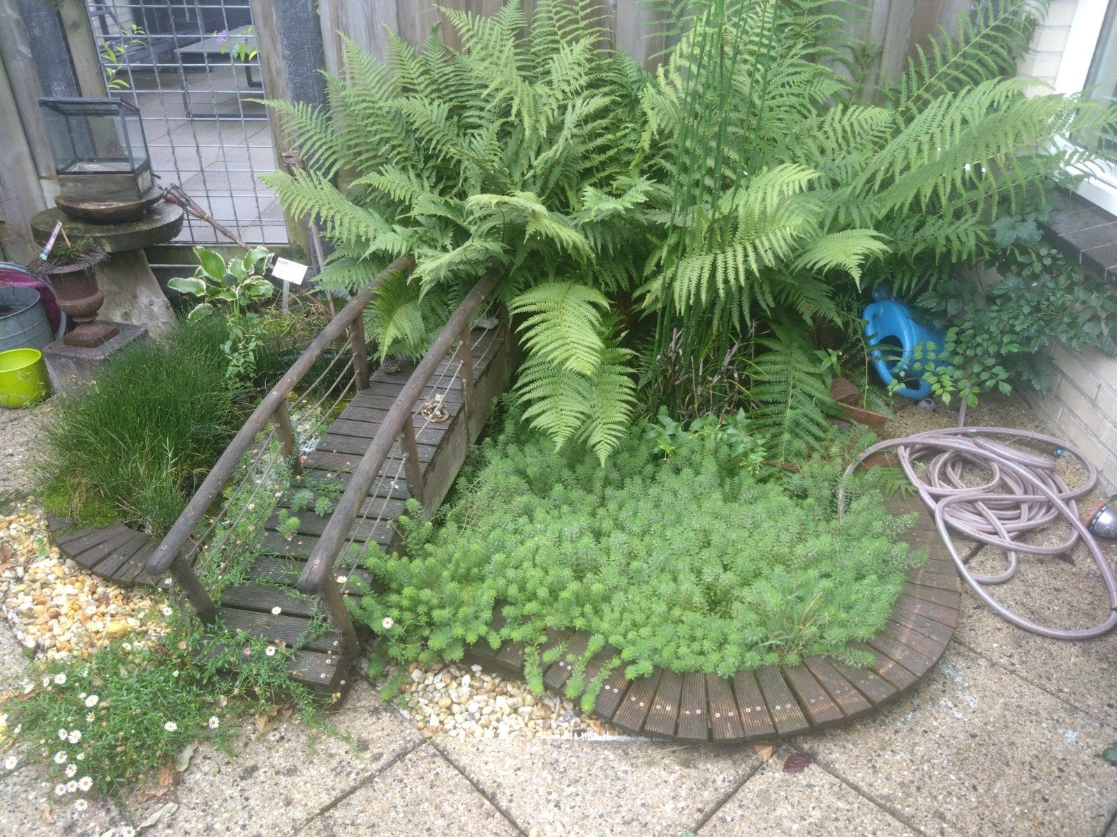 Myriophyllum Crispatum (Parelvederkruid) - Vijverplant, Tuin en Terras, Ophalen, Volle zon, Vaste plant, Bloeit niet