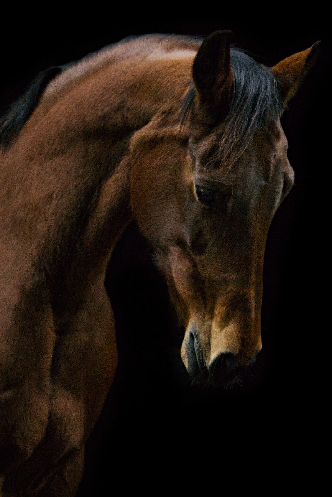 Elitemerrie Dayano x Jetset-D, drachtig van Viva Vitalis, Merrie