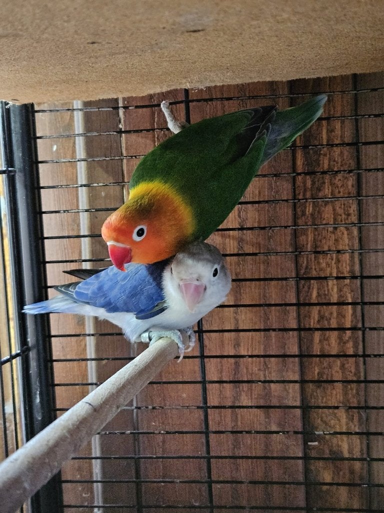 Agapornis Fischeri koppel dna wildkleur blauw, Dieren en Toebehoren, Meerdere dieren, Dwergpapegaai of Agapornis, Geringd