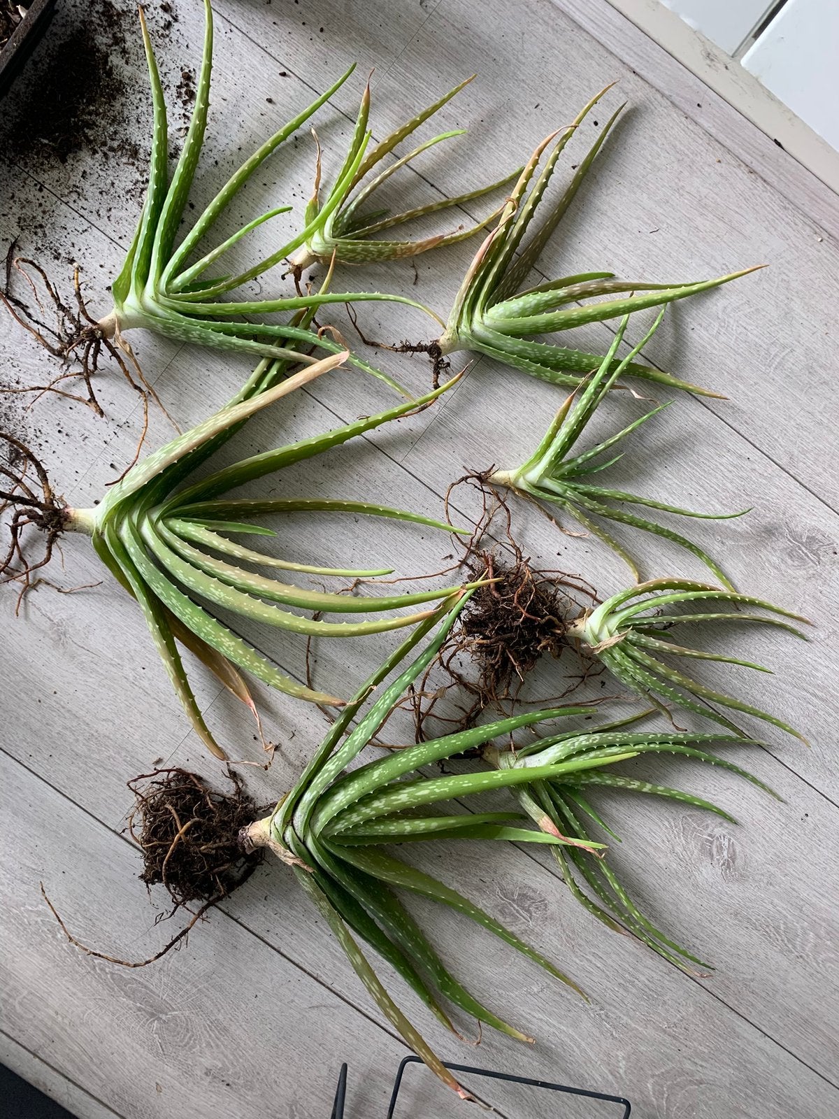 Aloë Vera planten (groot en middelgroot), Huis en Inrichting, Kamerplanten, Ophalen, Vetplant, Halfschaduw, Minder dan 100 cm