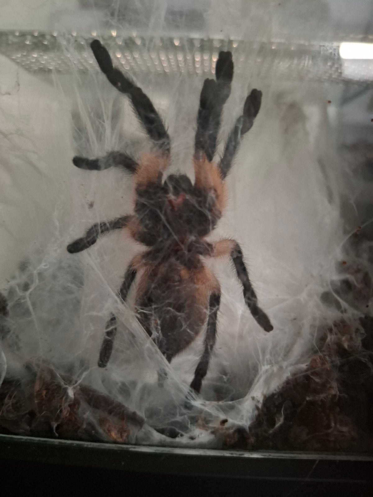 vrouwelijke Monocentropus balfouri