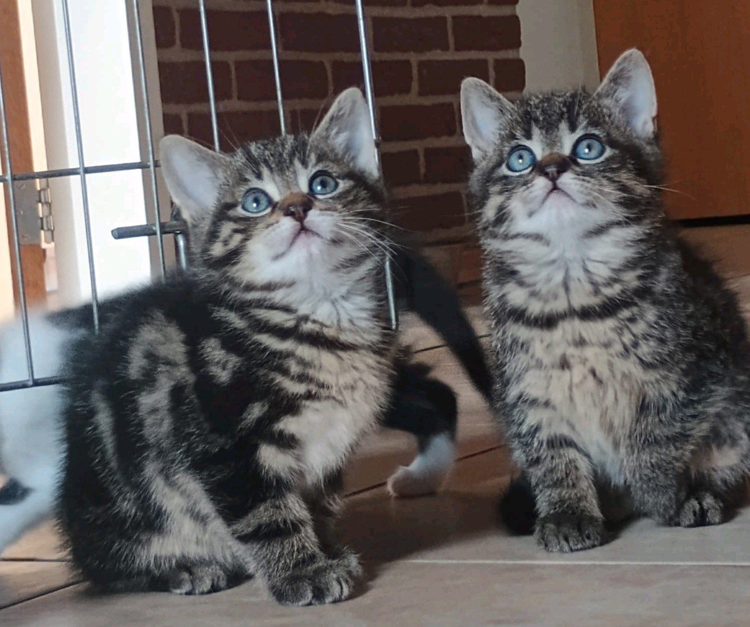 Zorgboerderij kittens, Dieren en Toebehoren, Meerdere dieren, Kortharig, 0 tot 2 jaar